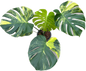 Monstera Deliciosa “Yellow Marilyn”