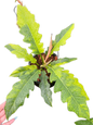 Philodendron Jungle Boogie Variegated