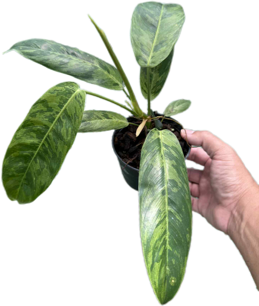 Rare Philodendron patriciae Variegated