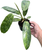 Rare Philodendron patriciae Variegated