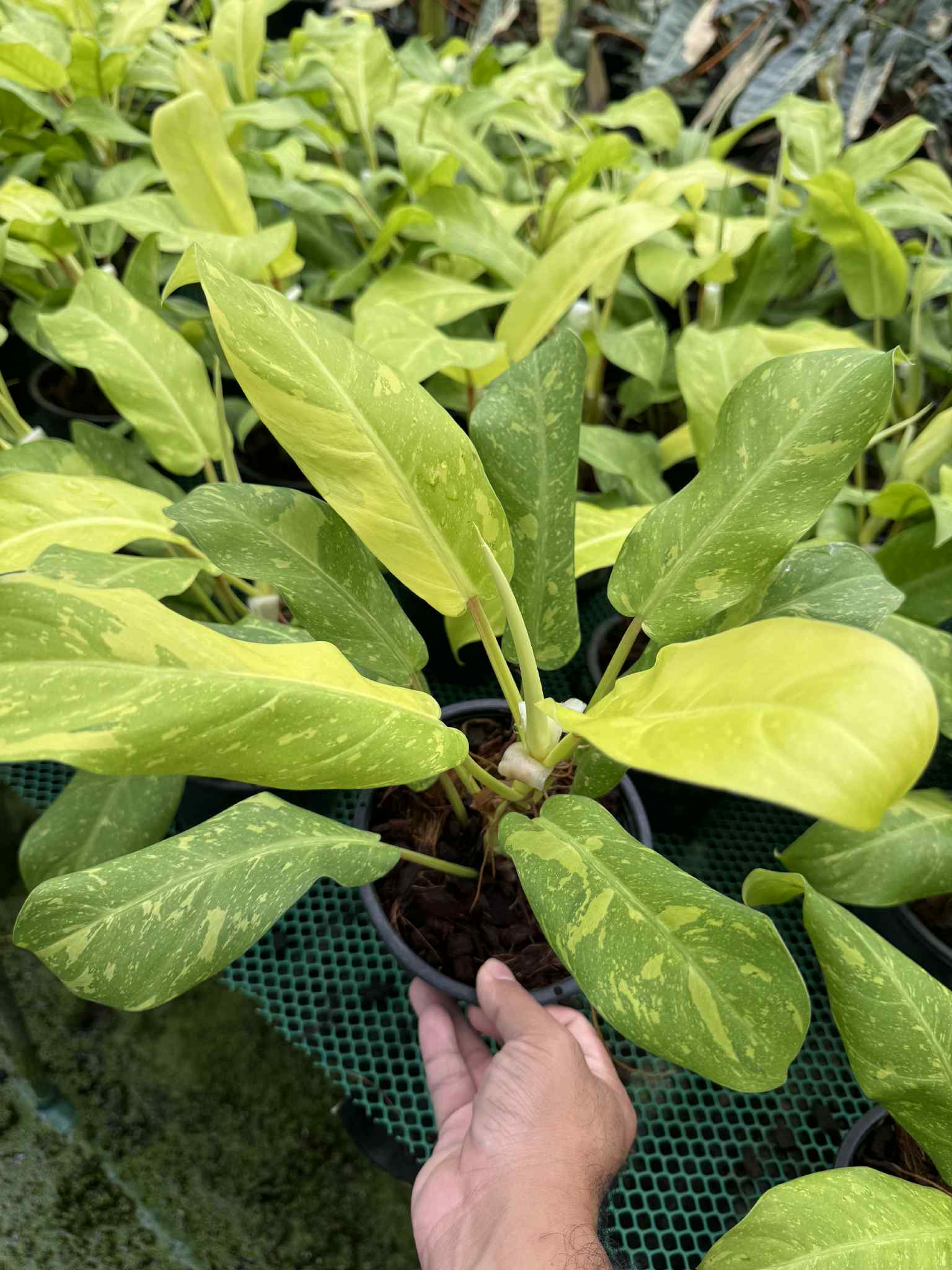 Philodendron Golden Goddess Variegated – Set of 5 Plants (Wholesale)