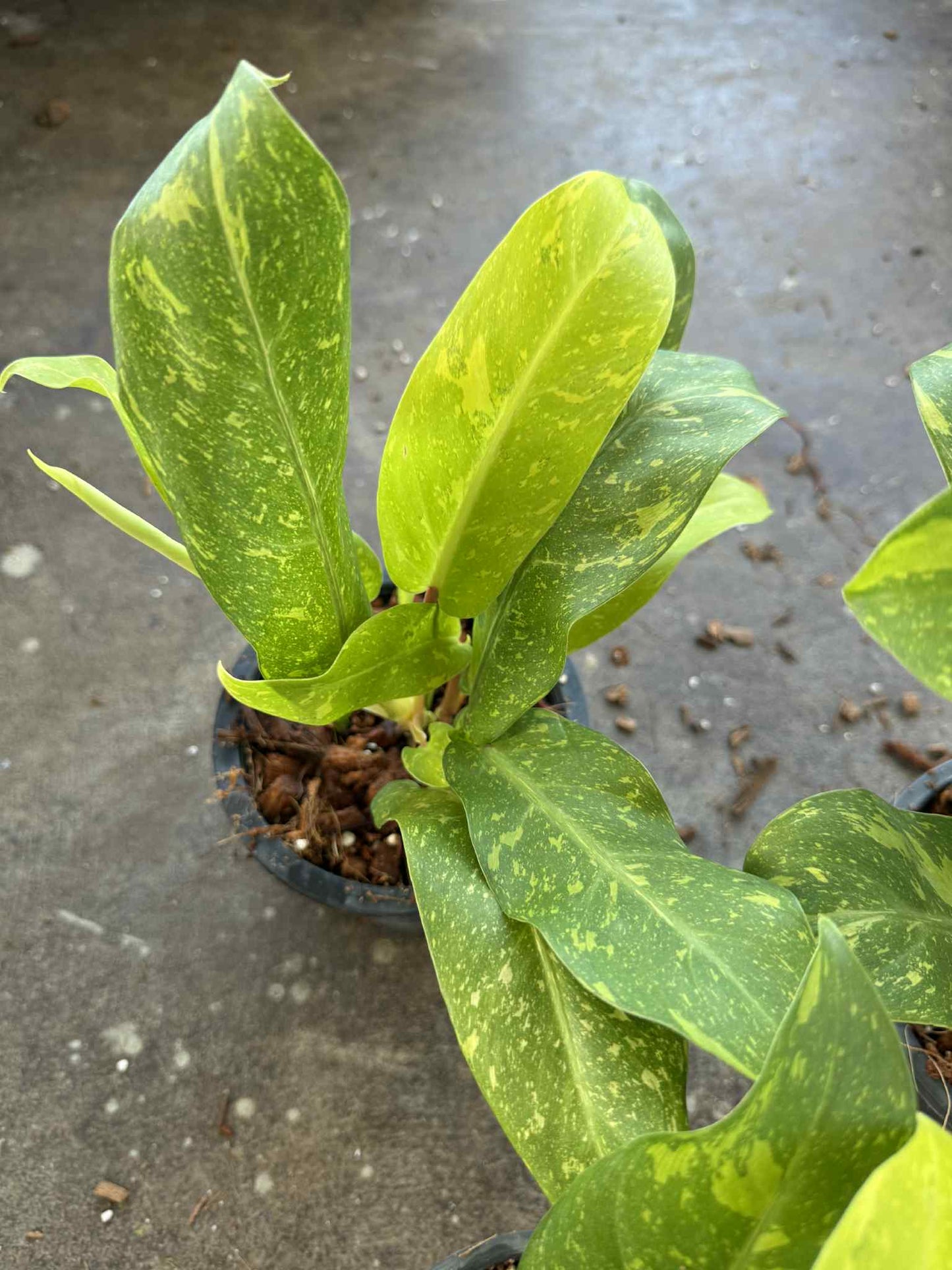 Philodendron Golden Goddess Variegated – Set of 5 Plants (Wholesale)