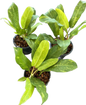 Philodendron Golden Goddess Variegated – Set of 5 Plants (Wholesale)