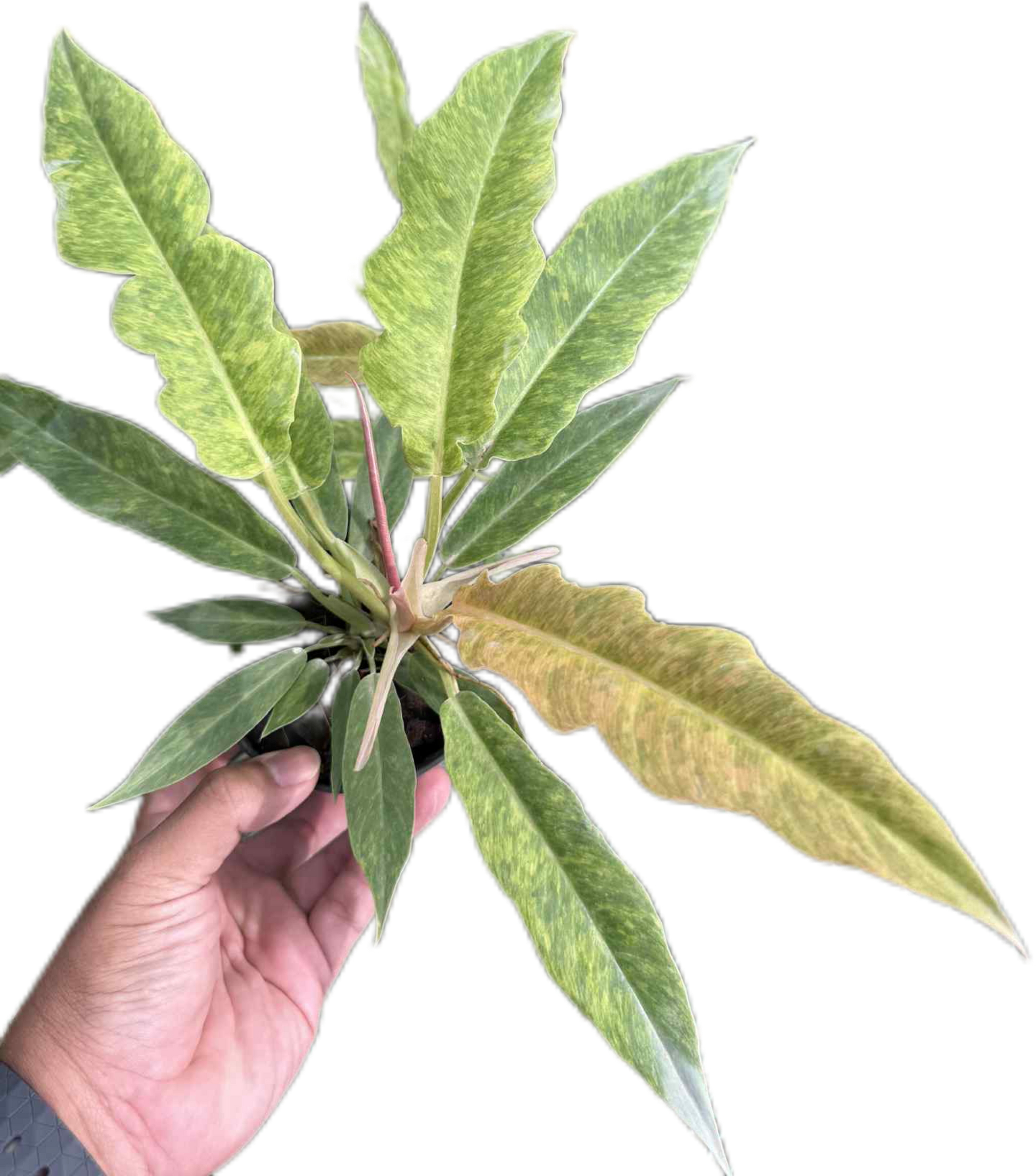 Philodendron Seratum Aurea Marble Variegated – Wholesale Set of 10 Plants 