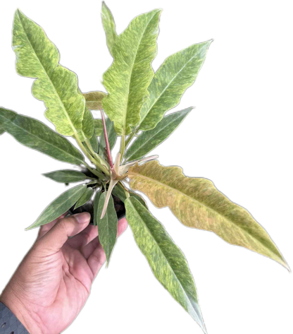 Philodendron Seratum Aurea Marble Variegated – Wholesale Set of 10 Plants 