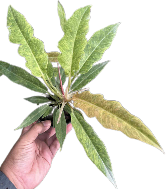 Philodendron Seratum Aurea Marble Variegated – Wholesale Set of 10 Plants 