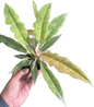Philodendron Seratum Aurea Marble Variegated – Wholesale Set of 10 Plants 