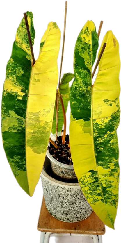 Philodendron Billiteae Variegated