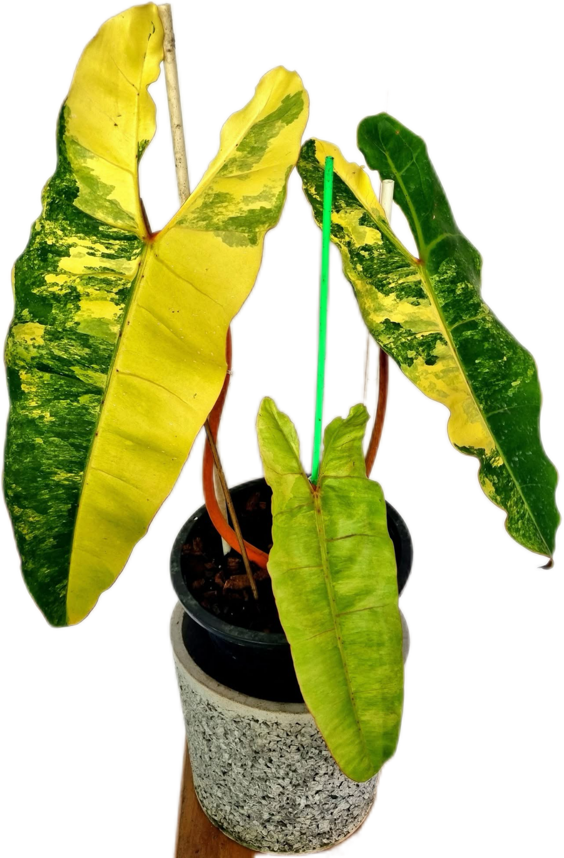 philodendron billiteae Buy Philodendron Billiteae Variegated 3-4…