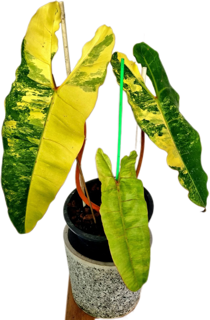Philodendron Billiteae Variegated