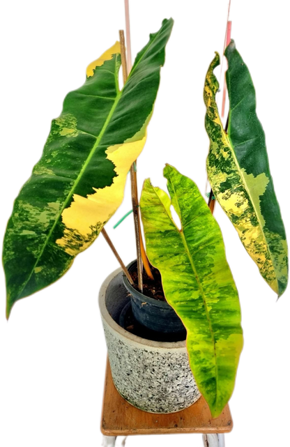 Philodendron Billiteae Variegated