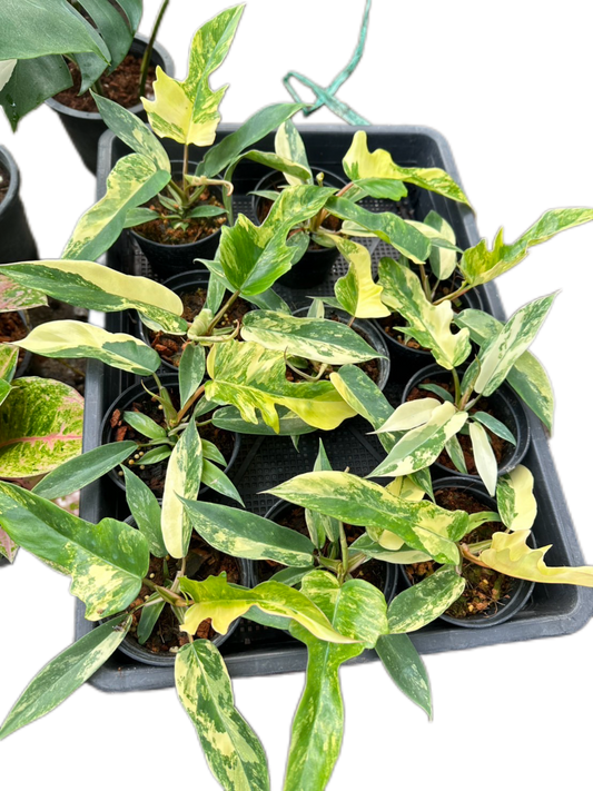 Philodendron Florida Beauty x Tortum Variegated – Set of 10 Plants
