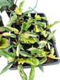 Philodendron Florida Beauty x Tortum Variegated – Set of 10 Plants