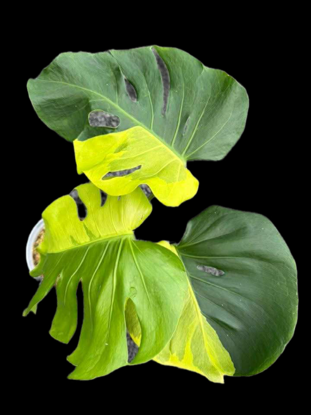 Monstera deliciosa ‘Yellow Lava’ – Rare Variegated Form (Actual Plant)