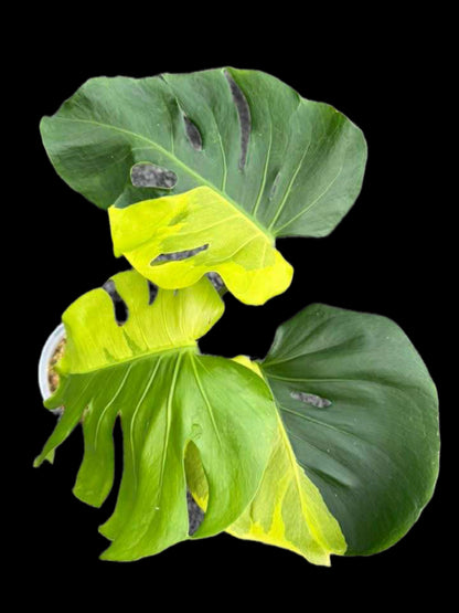 Monstera deliciosa ‘Yellow Lava’ – Rare Variegated Form (Actual Plant)