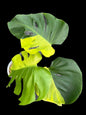 Monstera deliciosa ‘Yellow Lava’ – Rare Variegated Form (Actual Plant)