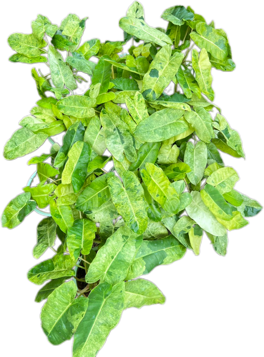 Philodendron Burle Marx Mint – Set of 10 Plants