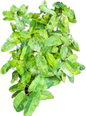 Philodendron Burle Marx Mint – Set of 10 Plants