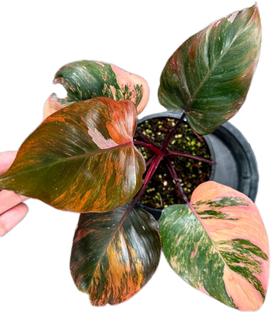 Philodendron Pink Princess Tricolor Variegated