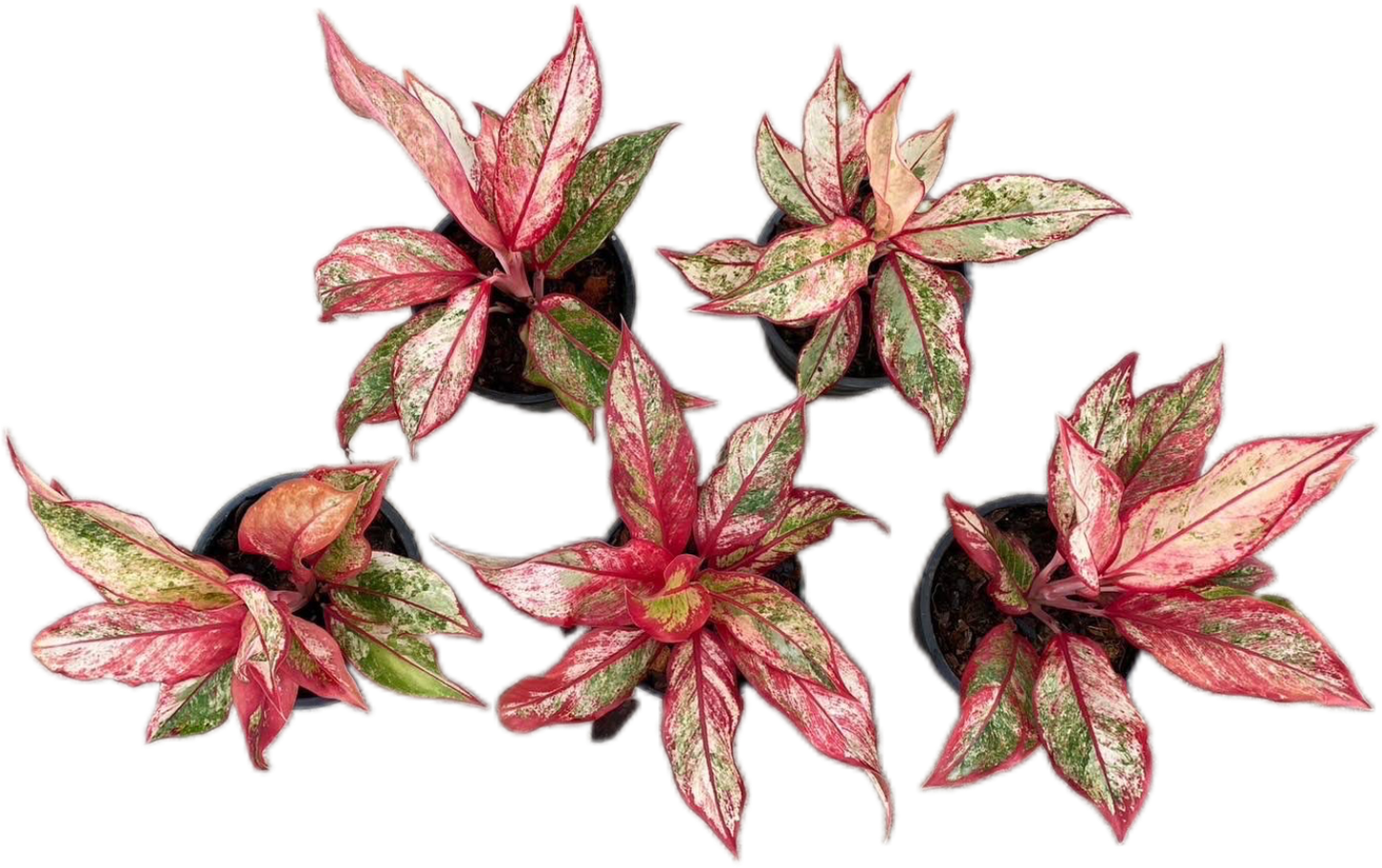 Aglaonema “Siam Aurora”