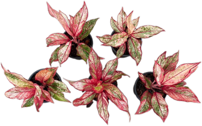 Aglaonema “Siam Aurora”