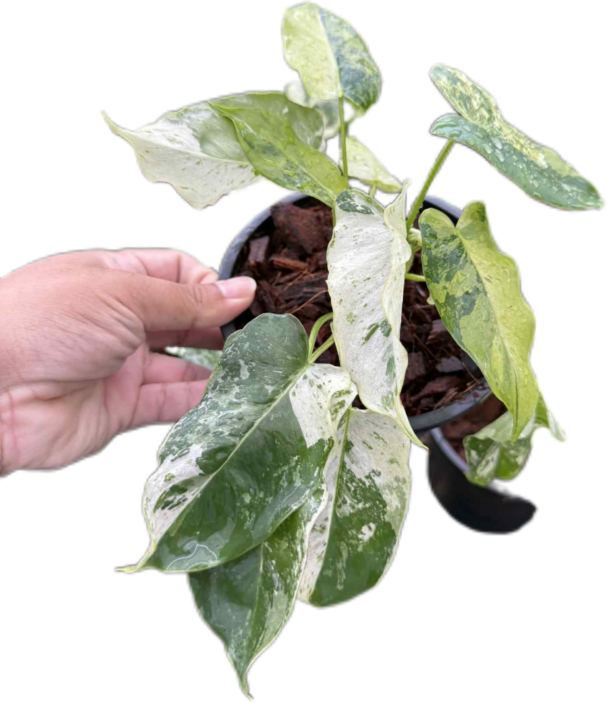 Philodendron Burle Marx “Snow White” Variegated