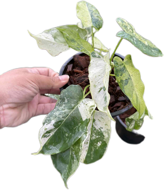 Philodendron Burle Marx “Snow White” Variegated