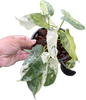 Philodendron Burle Marx “Snow White” Variegated