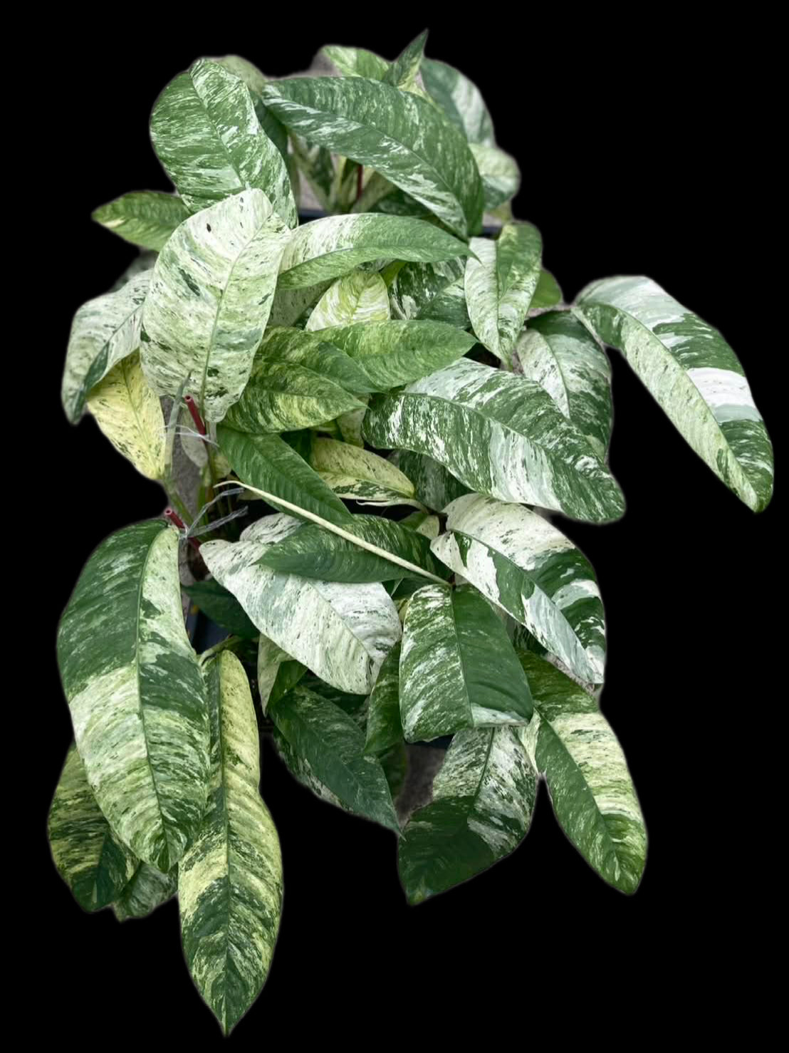 Rhaphidophora Gorilan Variegated – Set of 10 Plants