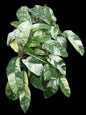 Rhaphidophora Gorilan Variegated – Set of 10 Plants