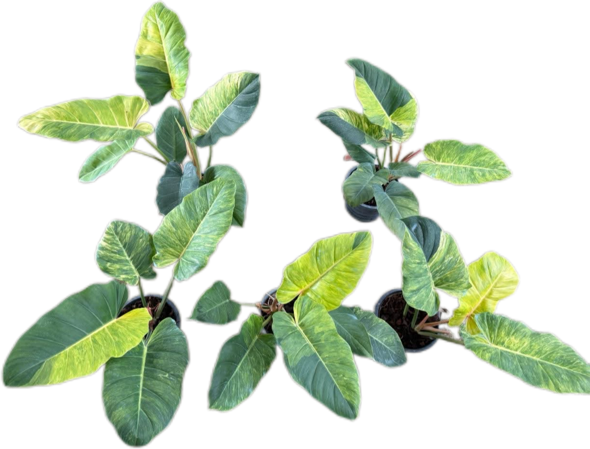 Philodendron Jungle Fever Variegated – Wholesale Set of 5 Plants 