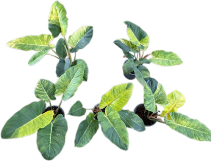 Philodendron Jungle Fever Variegated – Wholesale Set of 5 Plants 
