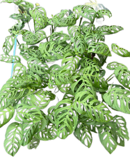 Monstera Esqueleto Set of 10 Plants