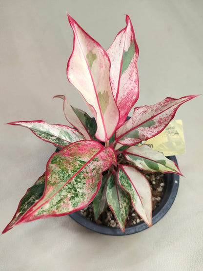 Aglaonema “Siam Aurora”