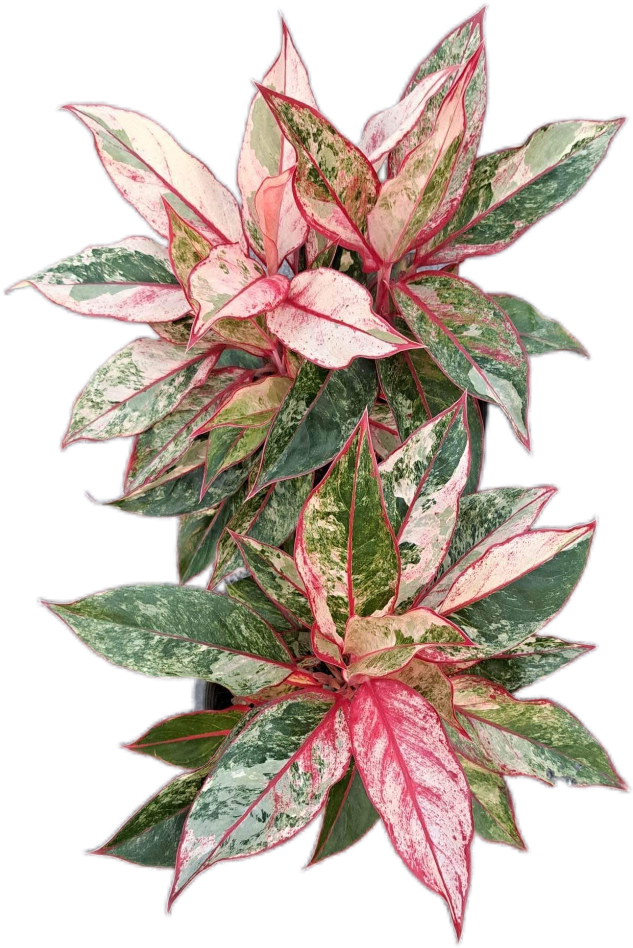 Aglaonema “Siam Aurora”