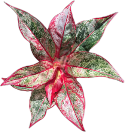 Aglaonema “Siam Aurora”