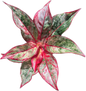 Aglaonema “Siam Aurora”