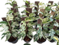 Epipremnum Pinnatum Marble – Wholesale Set of 10 Plants
