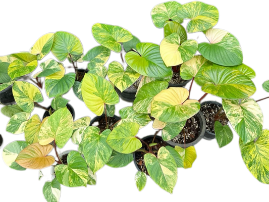 Homalomena Rubescens Aurea  Variegated Set of 5 Plants