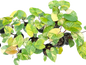 Homalomena Rubescens Aurea  Variegated Set of 5 Plants