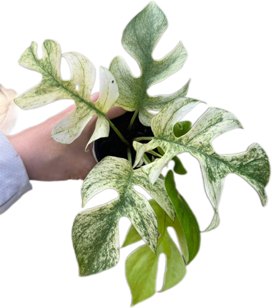 Rhaphidophora Tetrasperma “White Monster”