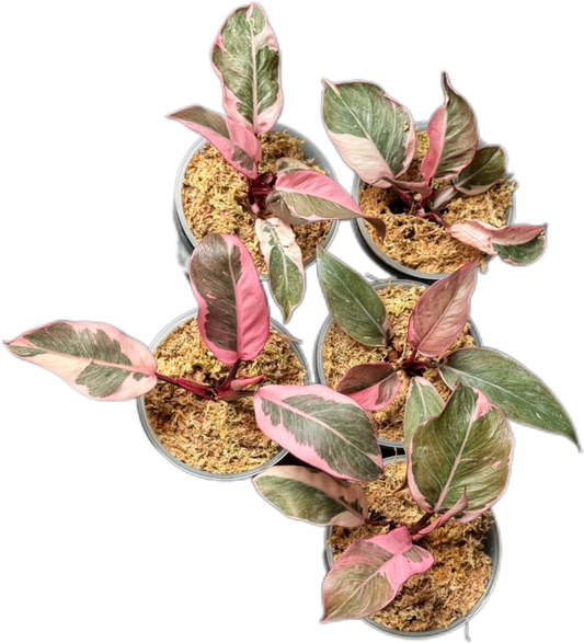 Philodendron Pink Princess Mutation