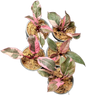 Philodendron Pink Princess Mutation