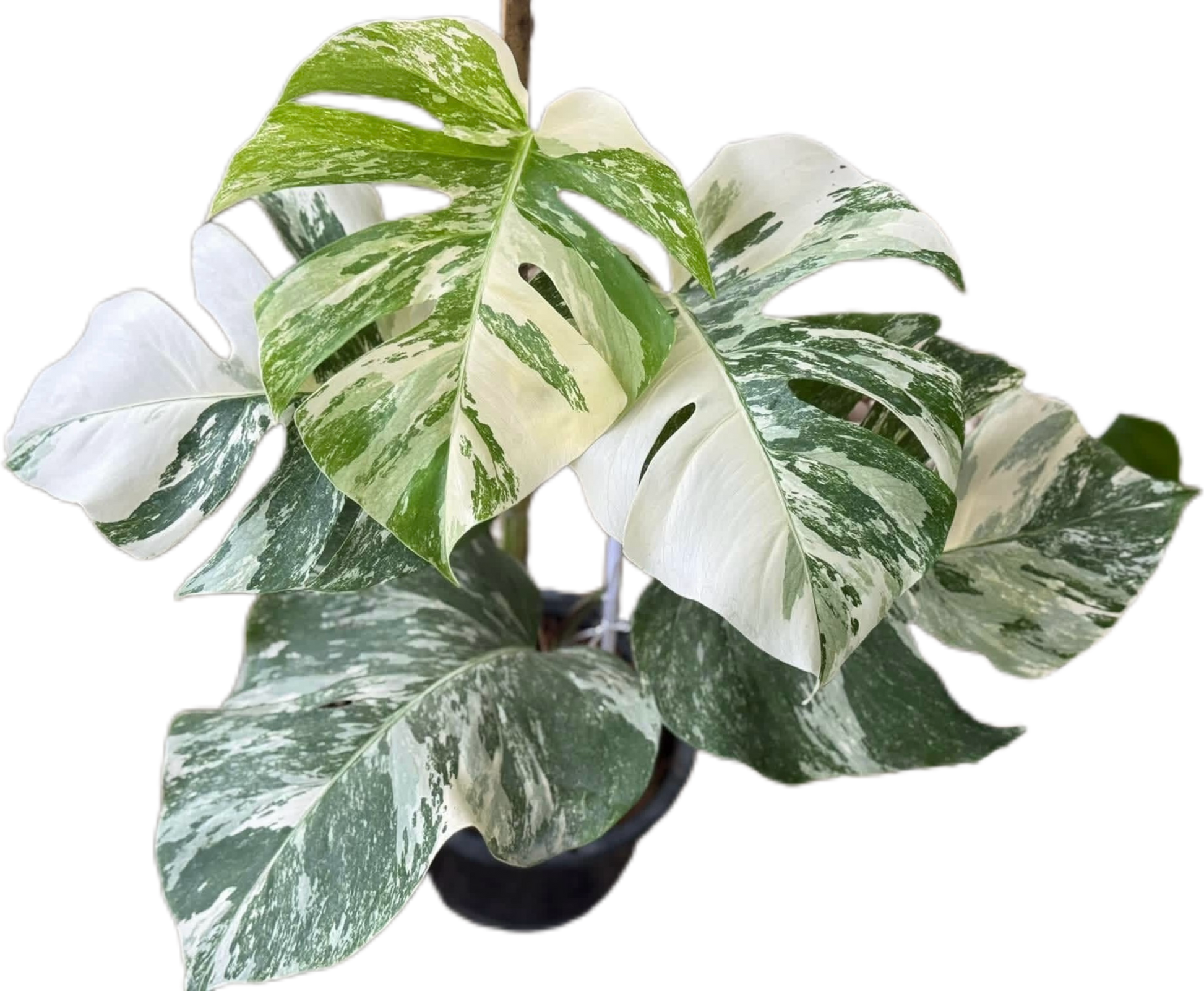 Monstera Albo (3-5 leaves)