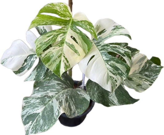 Monstera Albo (3-5 leaves)