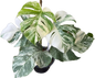 Monstera Albo (3-5 leaves)