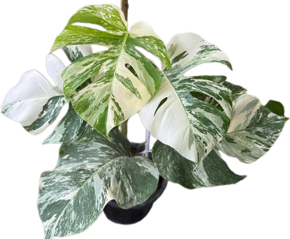 Monstera – FloristaPearl Garden