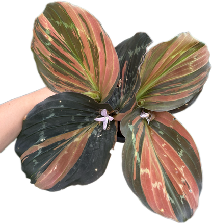 Kaempferia sp. Variegated