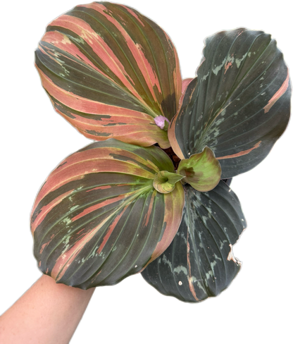 Kaempferia sp. Variegated