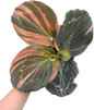 Kaempferia sp. Variegated